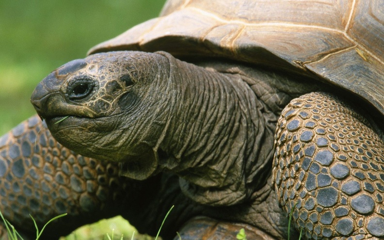 Aldabran Tortoise Wallpaper 1680x1050[10wallpaper.com]